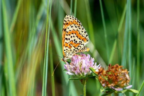 Melitaea didyma